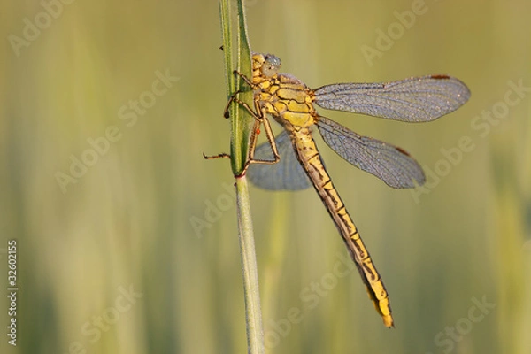 Obraz Darter # 028808