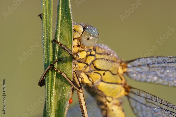 Obraz Heidelibelle #028811