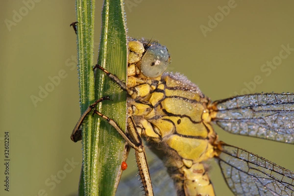 Obraz Heidelibelle #028816