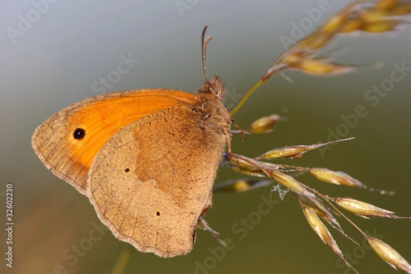 Obraz Großes Ochsenauge #028898