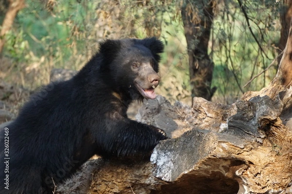 Obraz brown bear in zoo