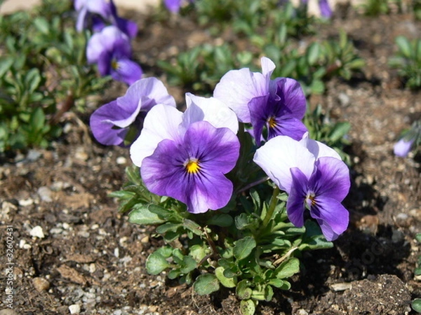 Obraz Violet pansy flower