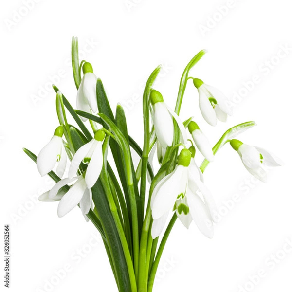 Fototapeta snowdrops isolated on white background. Clipping Path