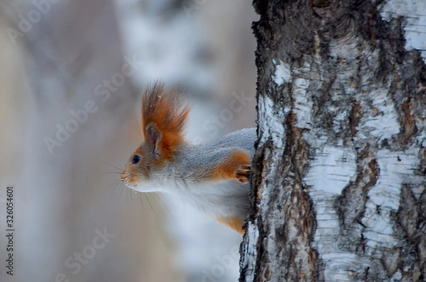 Obraz squirrel peeps from behind a tree