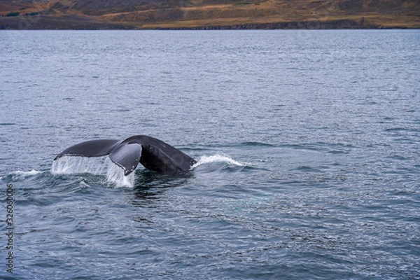 Obraz humpback whale diving to the ocean and tail on the surface  