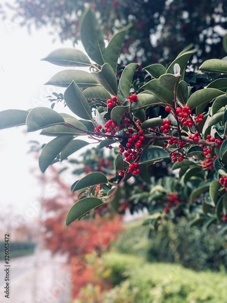 Obraz red berries on tree
