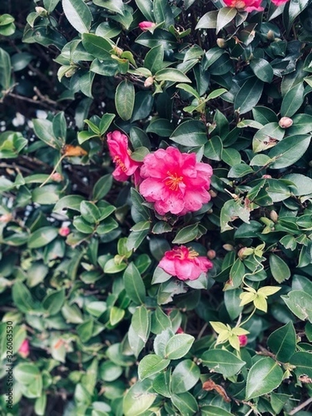 Obraz flowers in the garden