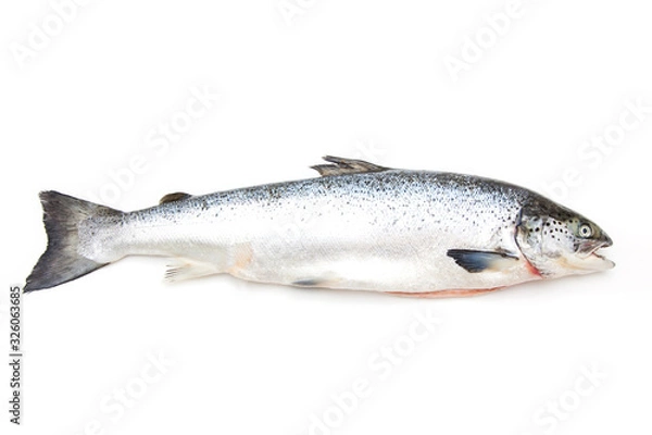 Obraz Altantic Slamon fish isolated on a white studio background.