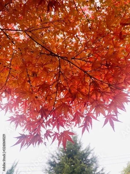 Obraz red maple leaves