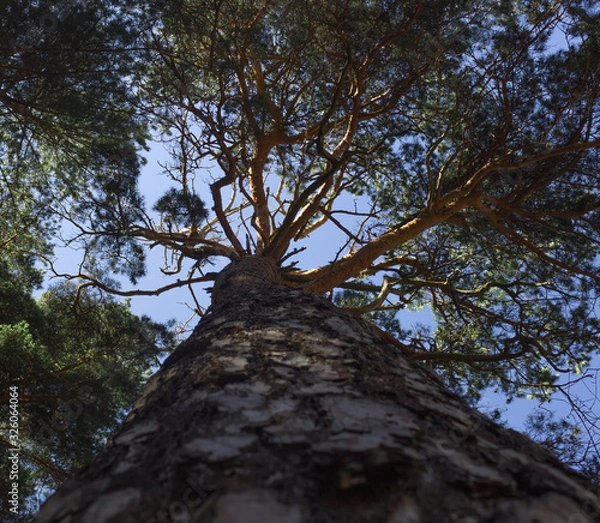 Obraz Pine seen from below 