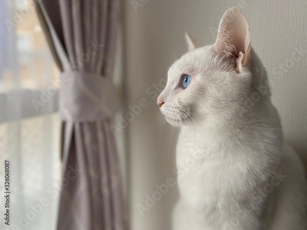 Obraz blue eyes white cat