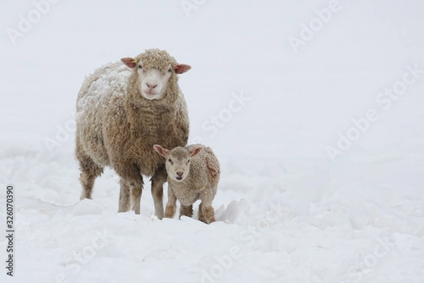 Obraz Mother sheep and young lamb standing in a field of snow