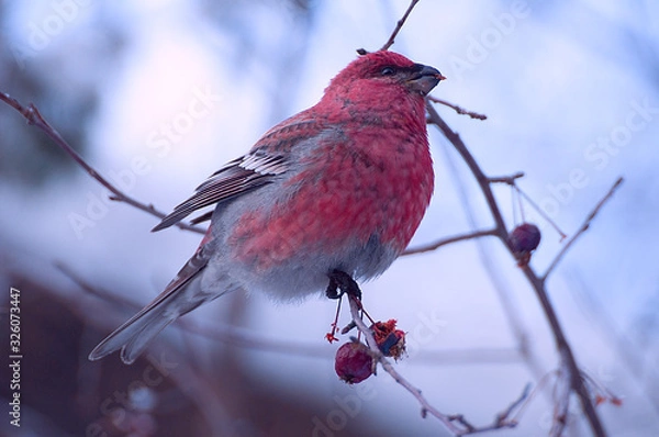 Obraz sits on a branch eats apples