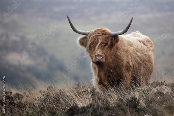 Obraz Highland cattle krowa stojąca na otwartych wrzosowiskach