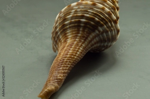 Obraz shell on a gray background