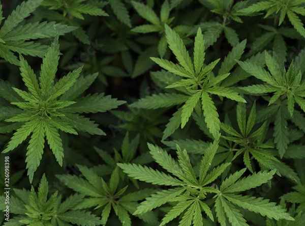 Fototapeta Background of young shoots of marijuana. Growing organic cannabis on the farm. Wallpaper of marijuana.