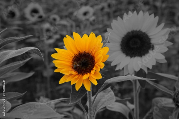 Fototapeta Sonnenblume