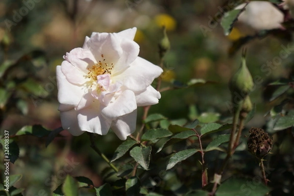 Fototapeta Sagada Flora 9