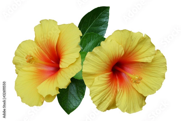 Obraz Yellow hibiscus on white background with path