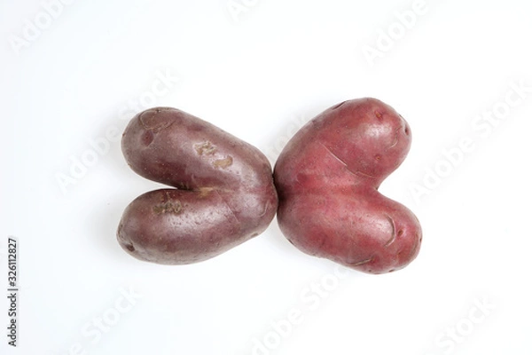 Fototapeta Two ugly potatoes on a light background. Closeup. Place for text