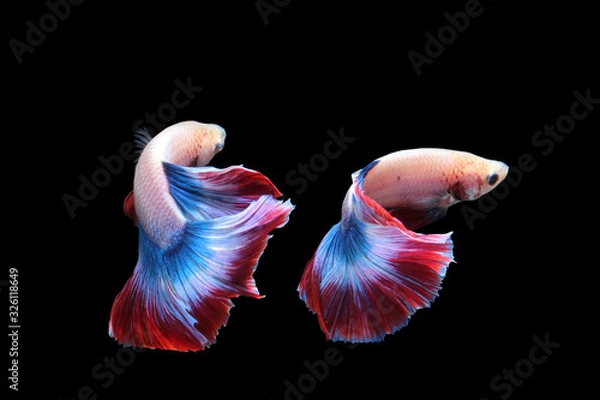 Fototapeta Two pattern, Siamese fighting fish isolated on black background
