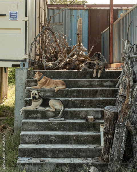 Fototapeta dogs on steps