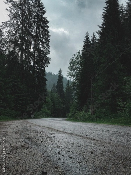 Obraz road in the forest