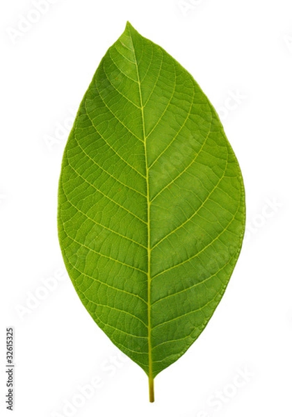 Obraz Walnut leaf isolated on white background with clipping path