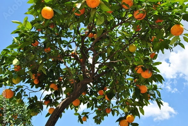 Fototapeta orangenbaum