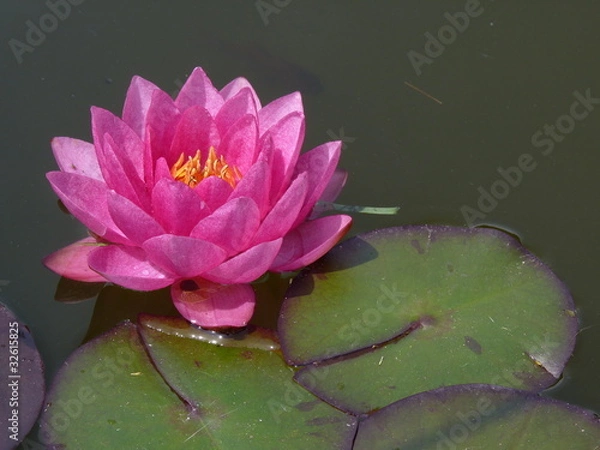 Obraz pink water lily