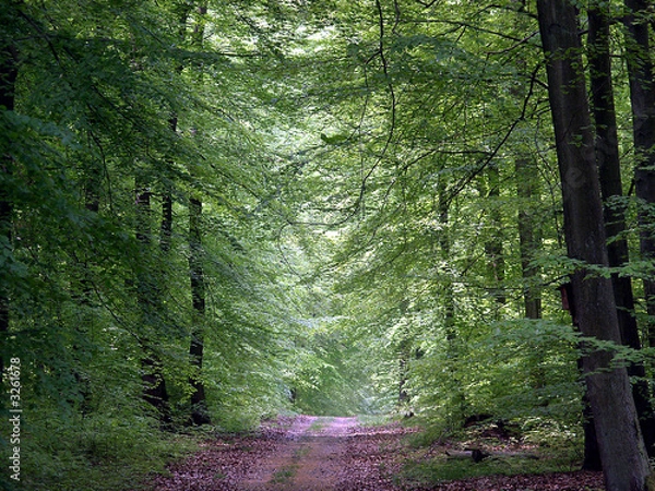 Fototapeta waldweg