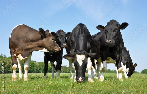 Obraz Five beautiful young curious cows in a meadow