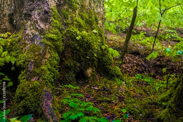 Obraz moss on a tree