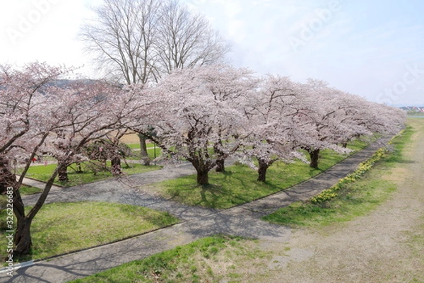 Fototapeta こいのぼり