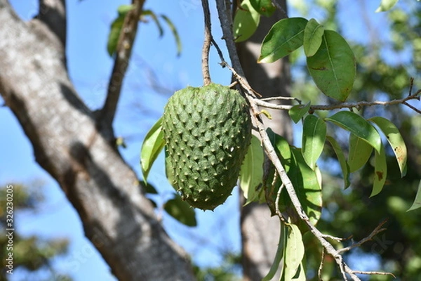 Obraz green soursop fruit on tree