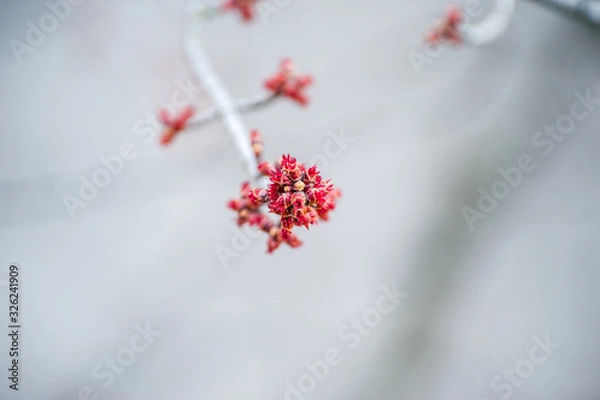 Obraz Fleur de printemps rouge