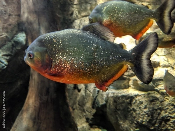 Fototapeta Pirahna's