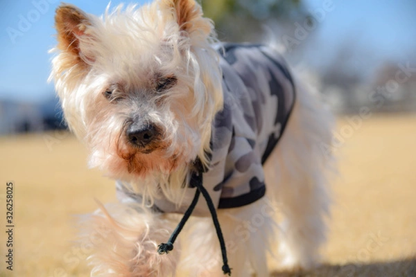 Fototapeta ヨークシャテリア