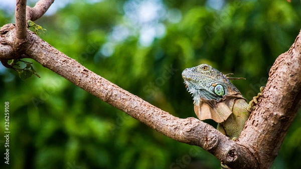 Fototapeta Iguana 