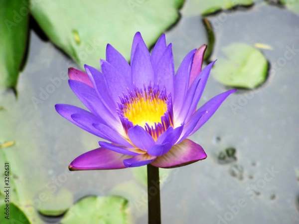 Obraz water lily