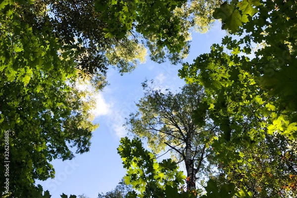 Fototapeta Vignette of green tree branches with blue sky