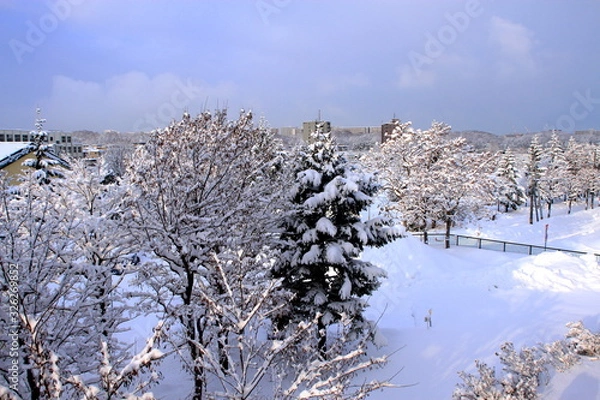 Fototapeta 雪の積もった札幌の公園の風景