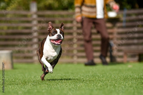 Obraz ボストンテリア