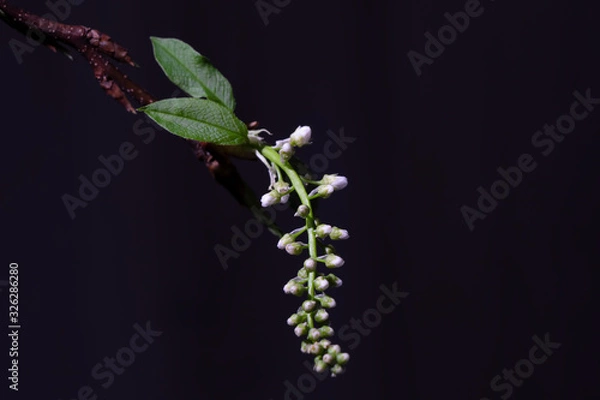Fototapeta Close up view on spring branches with young little green leaves and buds. Selective focus