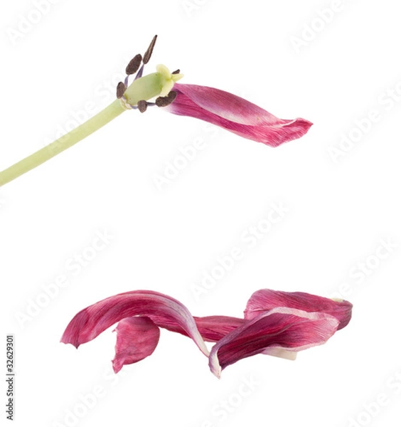 Obraz Old petals of a tulip.