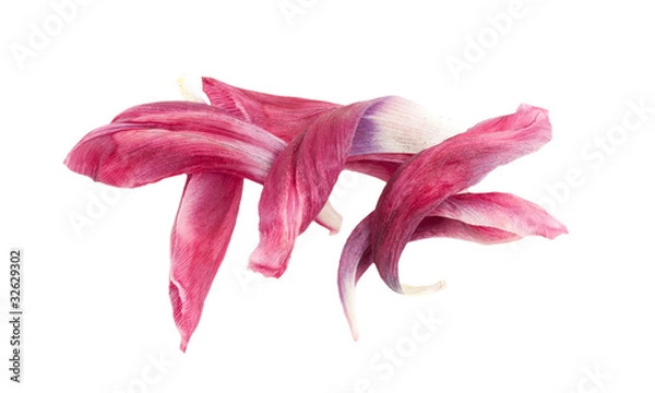 Obraz Old petals of a tulip.