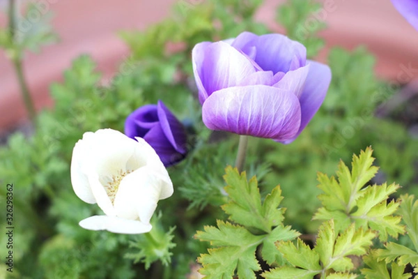 Obraz 紫パープルの花壇の花