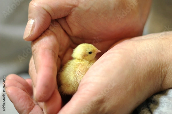 Obraz 姫うずら ヒメうずら　雛　手乗り