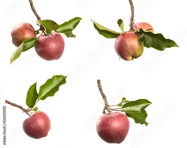 Obraz set of Apples on a branches, isolate. Apple tree branch with ripe red fruits, and green leaves on an isolated white background.
