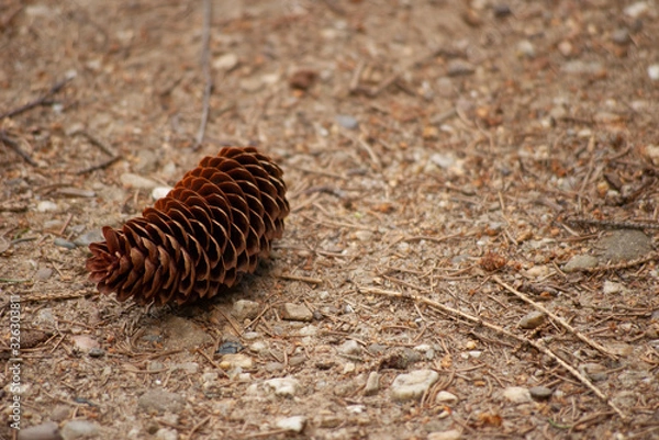 Fototapeta pine cone on sand